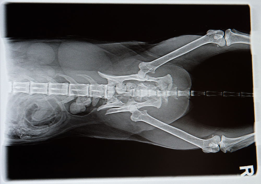 Hip Dysplasia in Dogs X Ray