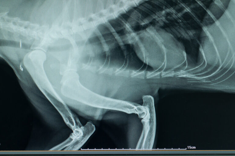 Radiographs of hip dysplasia in dogs