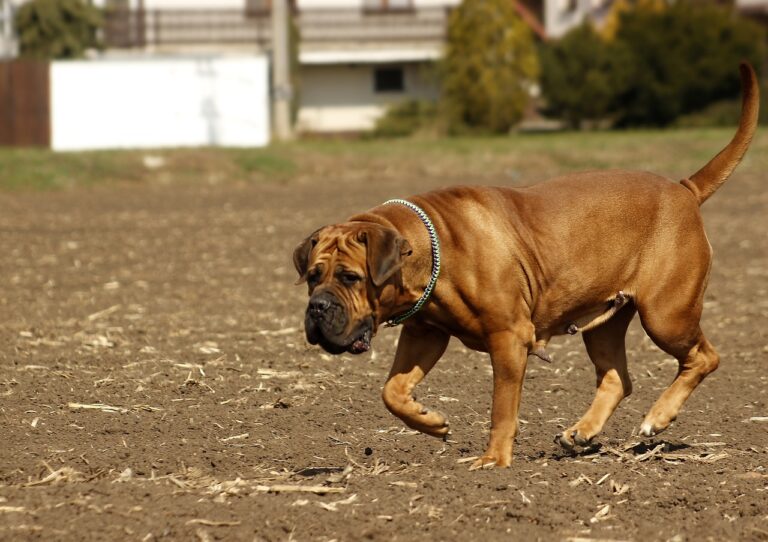 Degenerative hip dysplasia in dogs