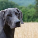best pain medication for dogs with hip dysplasia