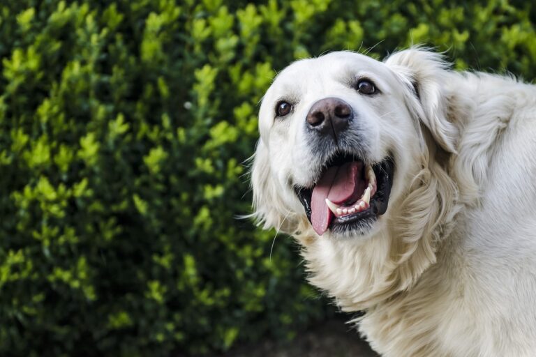 Golden retriever hip dysplasia in dogs