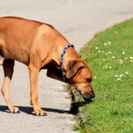 Does fish oil help hip dysplasia in dogs