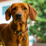 Home treatment for hip dysplasia in dogs