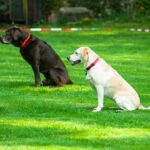 Hip dysplasia in dogs when to euthanize