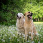 Food for hip dysplasia in dogs