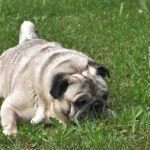 Glucosamine for hip dysplasia in dogs