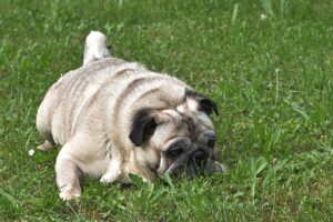 Best supplement for hip dysplasia in dogs