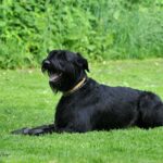Early signs of hip dysplasia in dogs