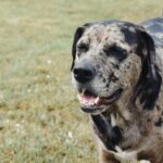 Mild hip dysplasia in dogs
