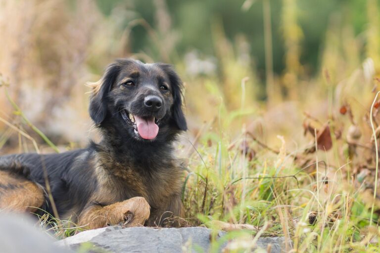 Natural supplements for hip dysplasia in dogs