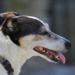 Hip dysplasia in dogs what age
