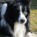 Hip dysplasia in dogs fatal
