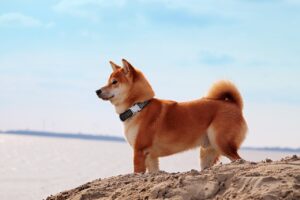 anti inflammatory for dogs with hip dysplasia