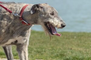 Hip dysplasia in dogs common breeds