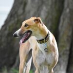 Stem cell for hip dysplasia in dogs