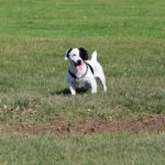 Severe hip dysplasia in dogs