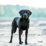 what meds can you give a dog for hip pain