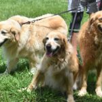 Advanced hip dysplasia in dogs