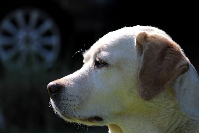 Labrador hip dysplasia in dogs