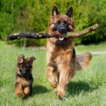 German shepherd hip dysplasia in dogs